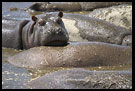 Thinking Hippopotamus, Ngorongoro Crater, Tanzania