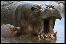Need Dentist! See?, Ngorongoro Crater, Tanzania