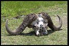 Stronger Will Survive, Ngorongoro Crater, Tanzania