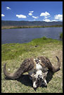 Skull By Lake, Ngorongoro Crater, Tanzania