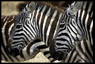 The White Stripes, Ngorongoro Crater, Tanzania