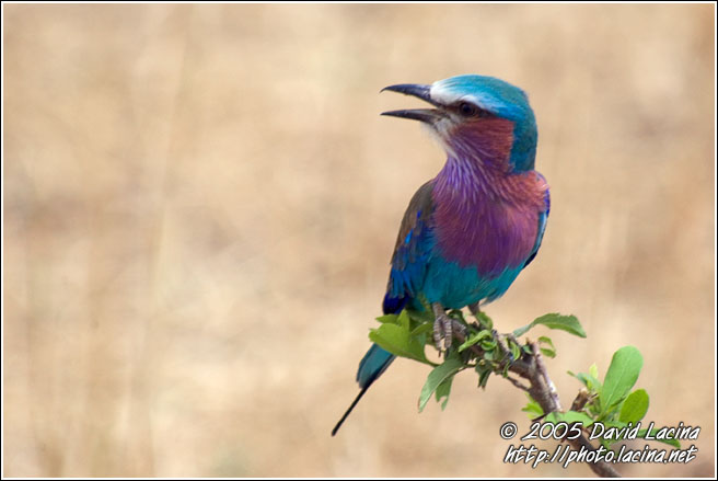 Lilac Breasted Roller (Coracias caudata) - Tarangire NP, Tanzania