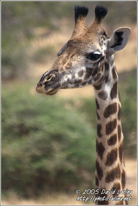 What Did You Say? - Tarangire NP, Tanzania