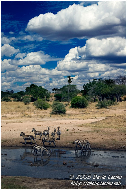 Tarangire Scenery - Tarangire NP, Tanzania