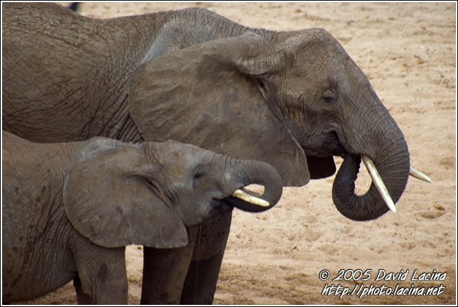 Duo - Tarangire NP, Tanzania
