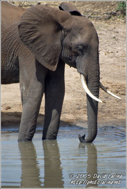 So thirsty Today.. - Tarangire NP, Tanzania