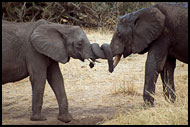 tanzania - tarangire NP