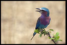 Lilac Breasted Roller (Coracias caudata), Tarangire NP, Tanzania