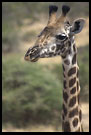 What Did You Say?, Tarangire NP, Tanzania