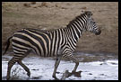 Zebra Crossing A Pond, Tarangire NP, Tanzania