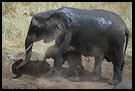 Lets Take A Dust Shower, Tarangire NP, Tanzania