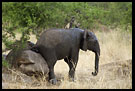 No Comment, Tarangire NP, Tanzania