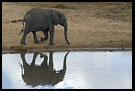 In A Mirror, Tarangire NP, Tanzania