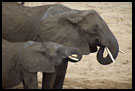 Duo, Tarangire NP, Tanzania