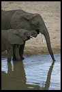 Family Business, Tarangire NP, Tanzania