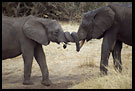 Love You!, Tarangire NP, Tanzania