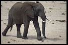 Wait For Me!, Tarangire NP, Tanzania