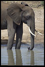 So thirsty Today.., Tarangire NP, Tanzania