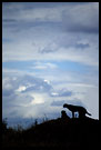 This Is My Kingdom, Tarangire NP, Tanzania