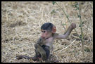 Cute One, Tarangire NP, Tanzania