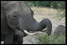 Let Me Taste This One, Tarangire NP, Tanzania