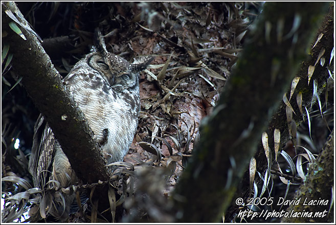 Usambara Eagle-Owl (Bubo vosseleri) - Nature Of Usambara Mountains, Tanzania