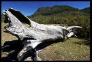 Old Tree Resting, Nature Of Usambara Mountains, Tanzania