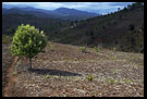 Lonely Tree By Path, Nature Of Usambara Mountains, Tanzania