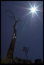 Old Tree Trying To Touch The Sun, Nature Of Usambara Mountains, Tanzania