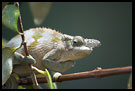 Chameleon, Nature Of Usambara Mountains, Tanzania