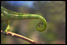 Chameleon's Tail, Nature Of Usambara Mountains, Tanzania