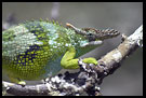 Chameleon, Nature Of Usambara Mountains, Tanzania