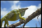 Chameleon On A Branch, Nature Of Usambara Mountains, Tanzania