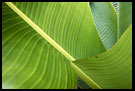 Leaves In Harmony, Nature Of Usambara Mountains, Tanzania