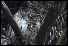 Usambara Eagle-Owl (Bubo vosseleri), Nature Of Usambara Mountains, Tanzania