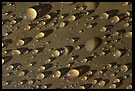 Morning Drops Of Hope, Nature Of Usambara Mountains, Tanzania