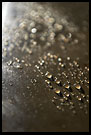 Morning Drops, Nature Of Usambara Mountains, Tanzania