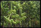 Pine Tree Abstraction, Nature Of Usambara Mountains, Tanzania
