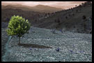 Tree By A Path, Colorized Tanzania, Tanzania