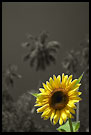 Exotic Sunflower, Colorized Tanzania, Tanzania