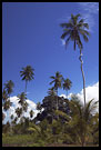 Palm Tree Exception, Central Zanzibar, Tanzania