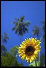 Photos in category Tanzania - Central Zanzibar