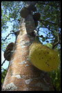 Jackfruit Tree, Central Zanzibar, Tanzania