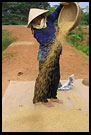 Preparing Rice, Vietnam In Color, Vietnam