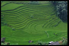 Rice Fields, Vietnam In Color, Vietnam